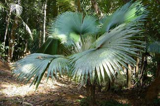 Palm Langkow