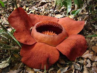 Rafflesia