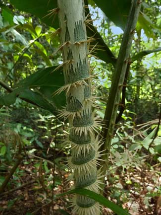 Rattan Palm